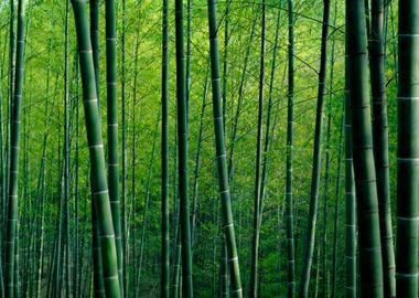 Bamboo Trees Nature