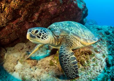 Sea Turtle Underwater