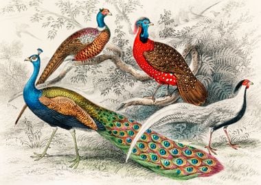 Peacock Birds Vintage