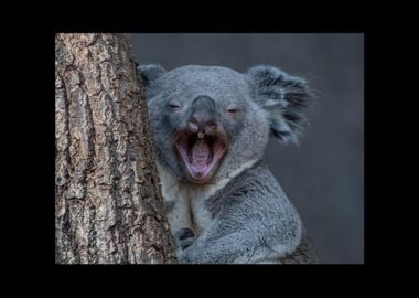 Koala