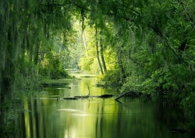 Forest at Lake Nature