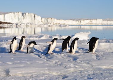 Penguins on Ice Nature