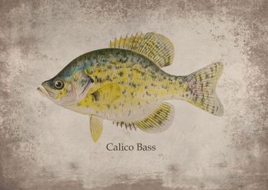 Calico Bass