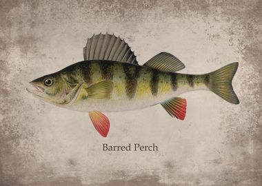 Perch Fish Poster 