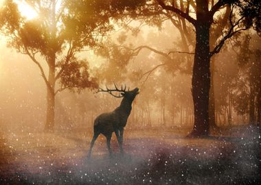 Deer Animal in Forest