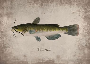 Bullhead