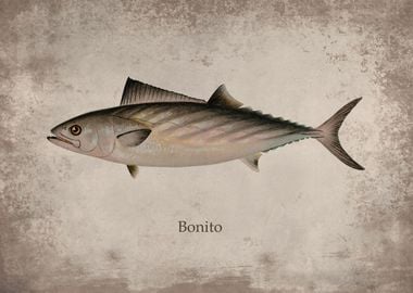 Bonito