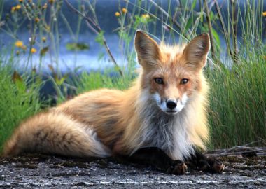 Red Fox Animal