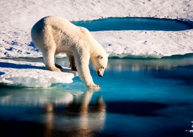 White Bear Animal 