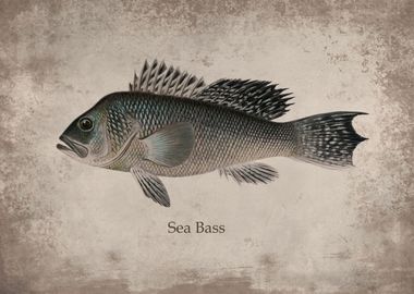 Sea Bass