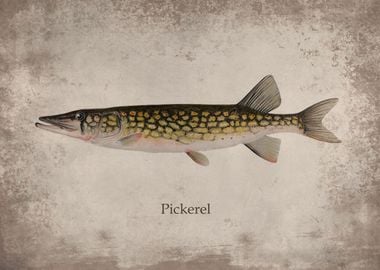 Pickerel