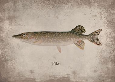 Pike