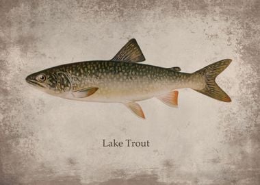 Lake Trout