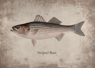 Stripped Bass