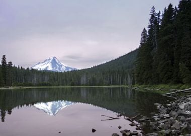 Forest by Lake Nature