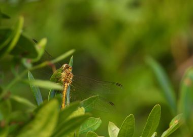 Dragonfly