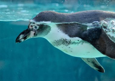 Animals Ocean Penguin Zoo