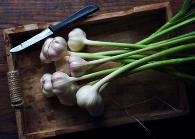 Garlic