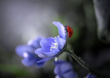 Ladybird and flower, macro