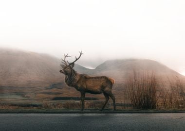 Superb Stag Deer Poster