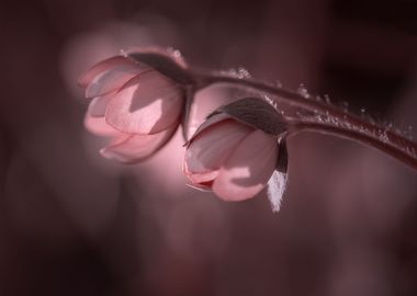 Pink forest hepatica