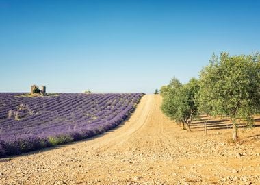 Provence Landscape