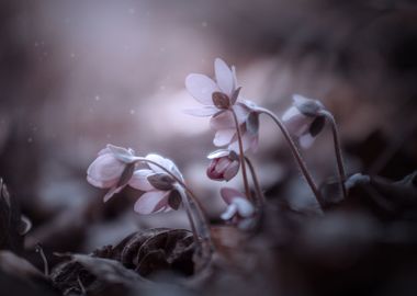 Pink Hepatica, forest