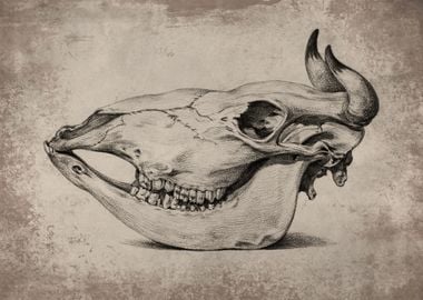 Cow Skull 2