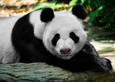 Animals Zoo Panda Bear