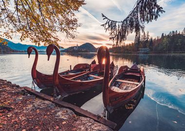 Swan shaped boats on lake