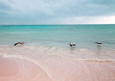 Pelican Trio Caribbean 1