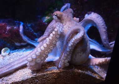 Octopus Movements