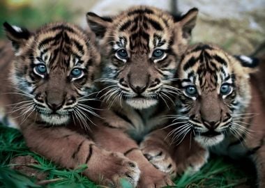 Tiger Cubs