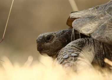 Portrait of a Tortoise 