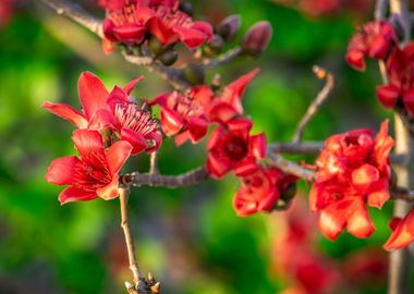 Bombaxceiba on a nice day