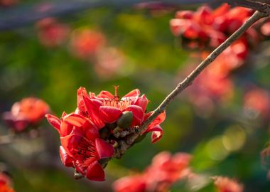 Focus of bombax blossoms