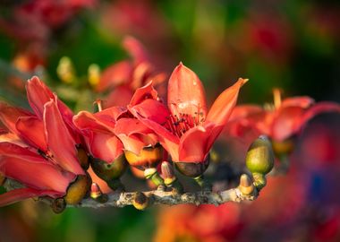 Bombax ceiba in focus