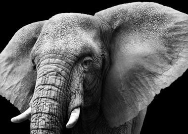 Animal Elephant Monochrome