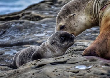 Seal Mom and Child Cute