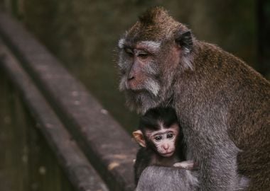 Monkey Mom and Child