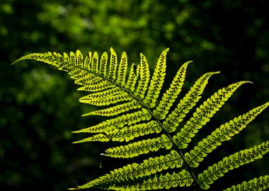 Backlit fern