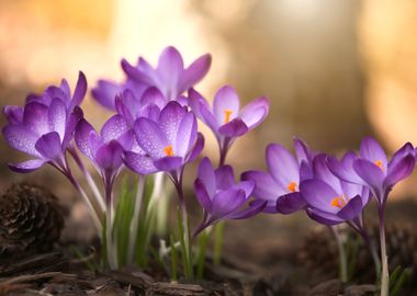 Spring flowers