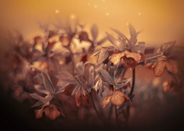 Spring garden,macro flower