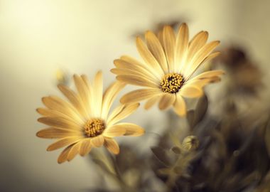 Spring yellow flowers