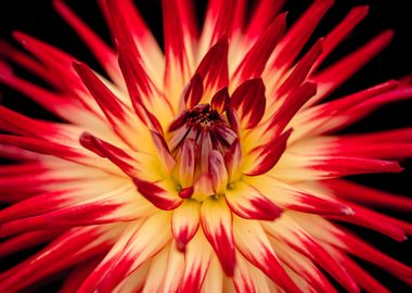 Yellow and Red Flower