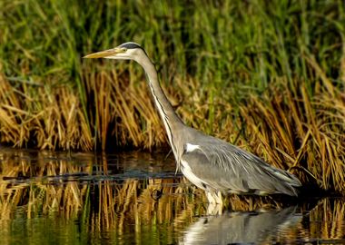 Grey heron