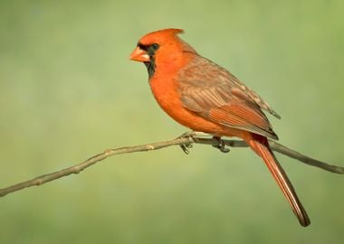 Cardinal close up