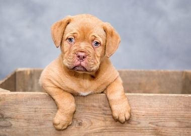 Cute Puppy