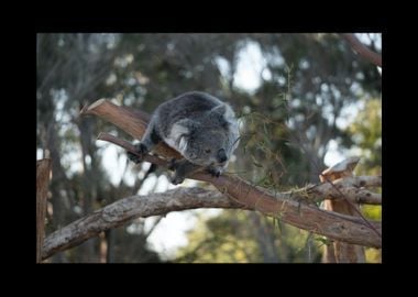 Koala