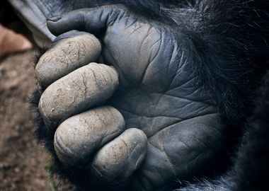 Tail of a Gorillas Paw